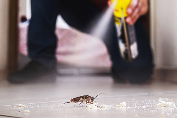 Best Pest Control Near Me in Springville, IA